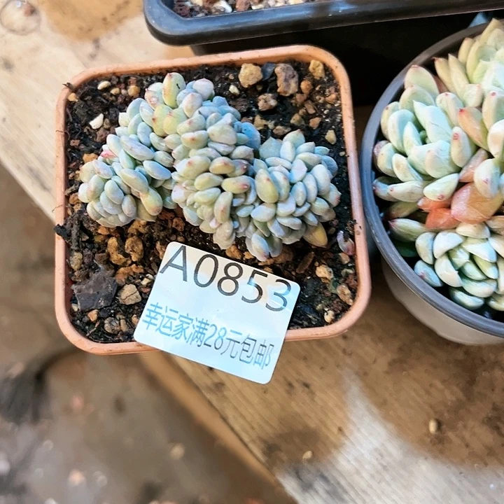 盐*水幸运的是我的朋友们都