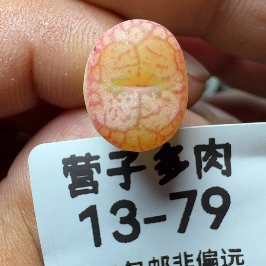 毛杂脱土。       土。