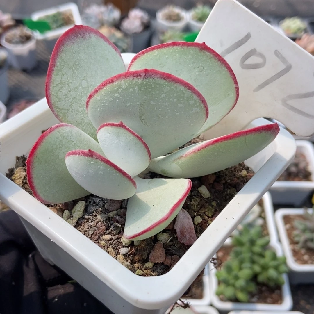 1072白眉多肉植物保护