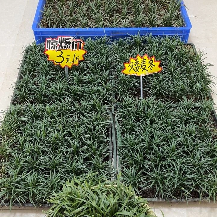 杨***四矮麦冬玉龙草52斤