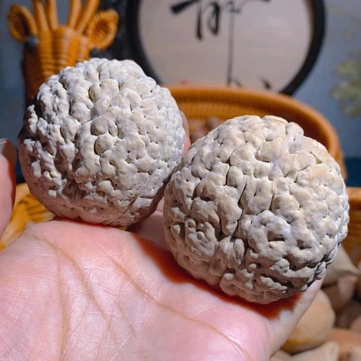 野生三瓣脑纹大金刚5053