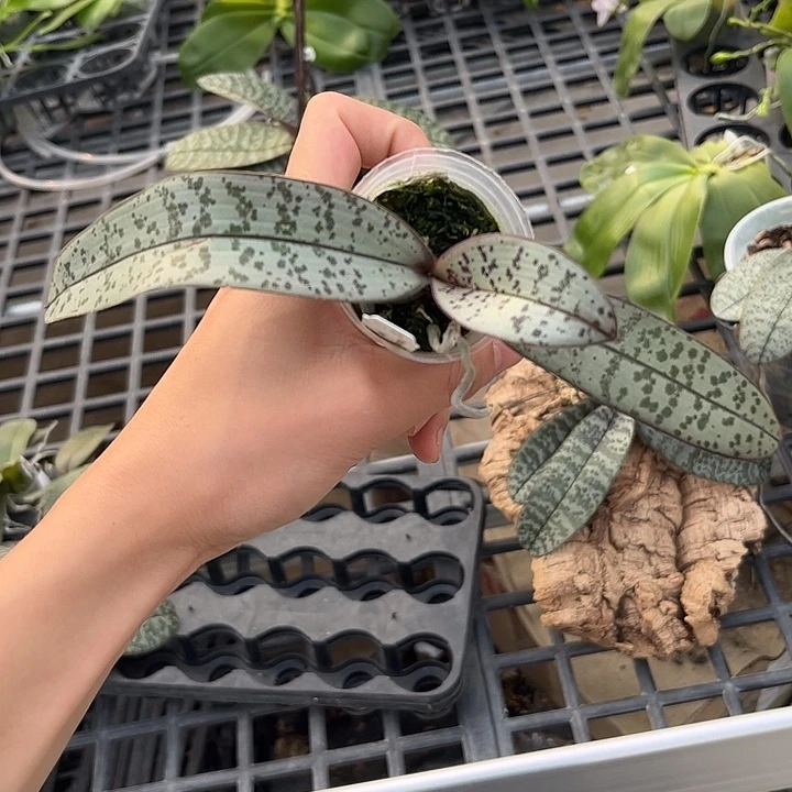 完全开放实生珍妮佛