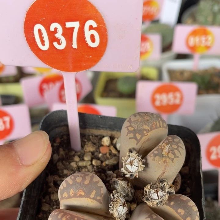 生石花三头群0376