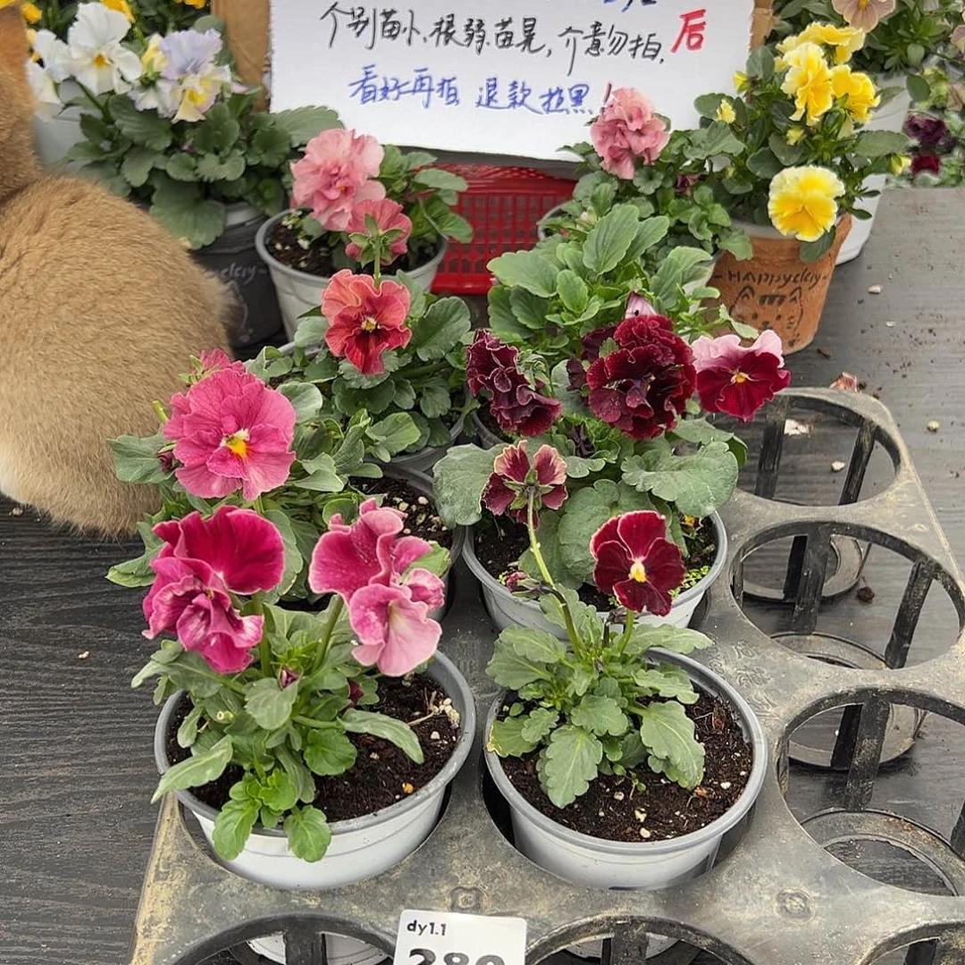 大部分花苞少量开放280号