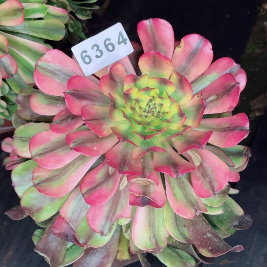 粉钻多肉发货发货