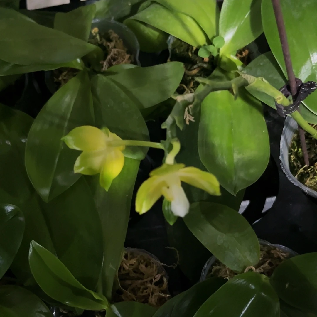 完全开放蝴蝶兰999开花wgt