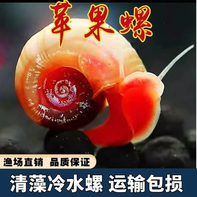 苹果螺活体观赏螺清洁鱼缸除藻冷水工具螺龟鳖活饲料