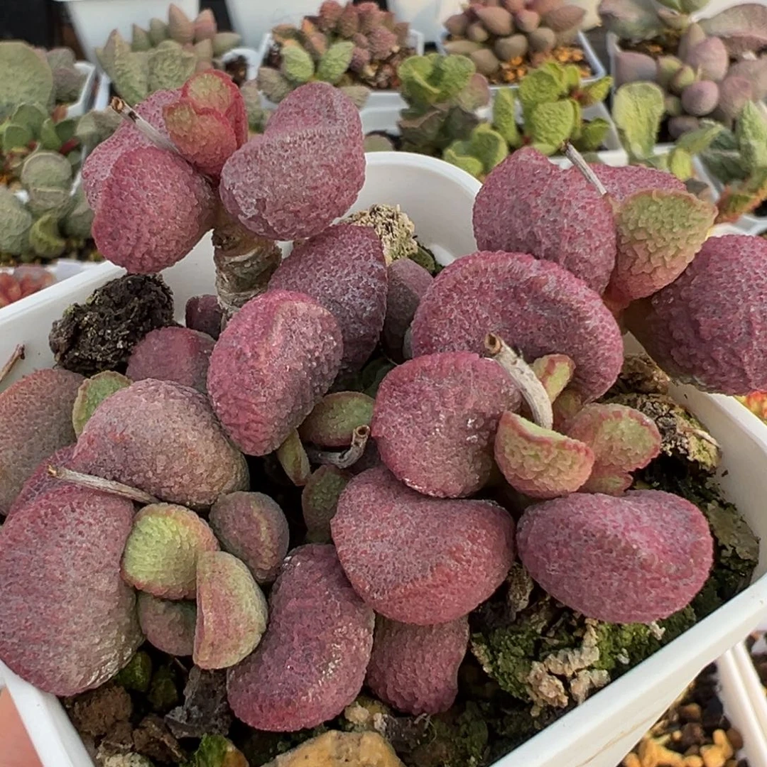 夏娃多头纯木质桩多肉植物