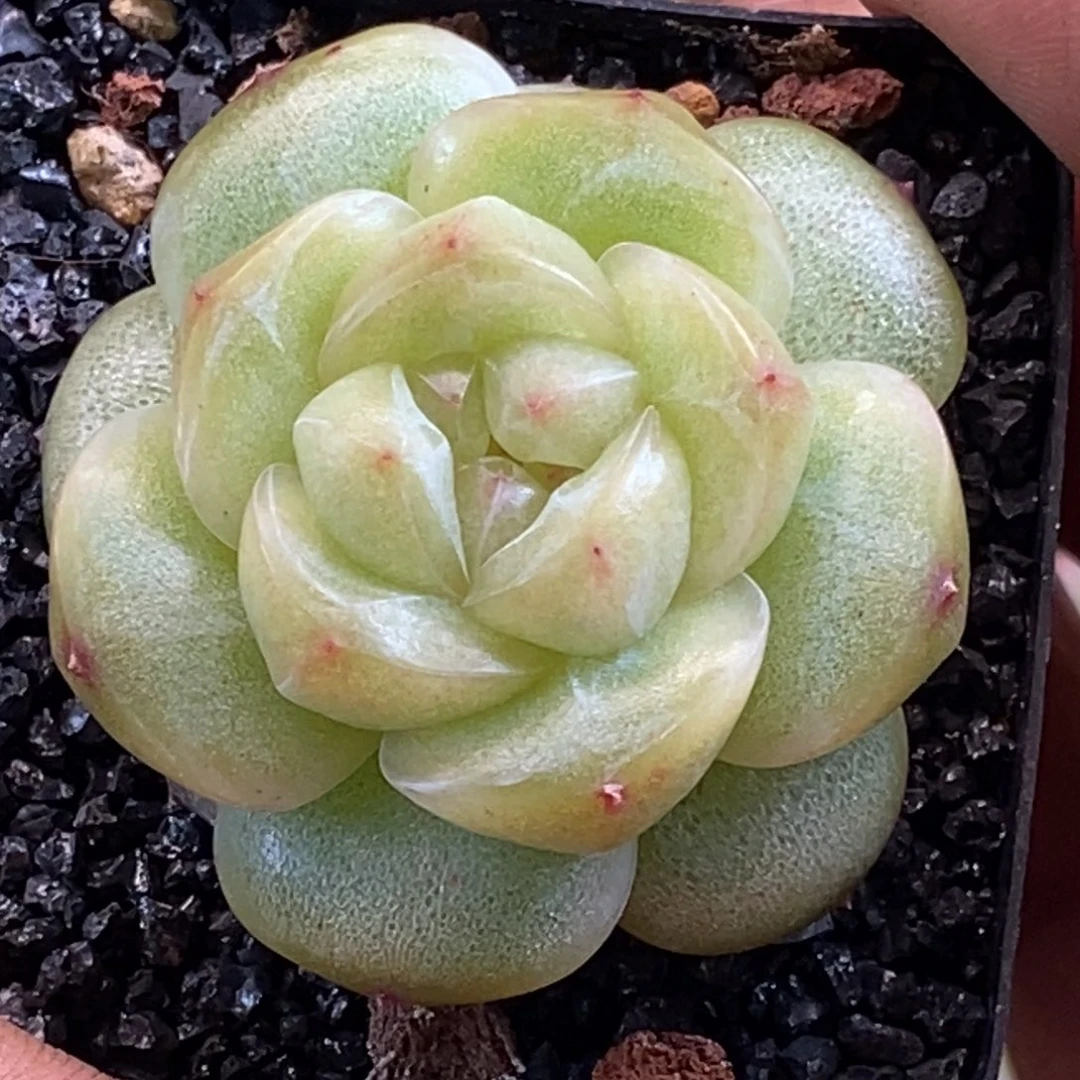 天官赐福百无禁忌