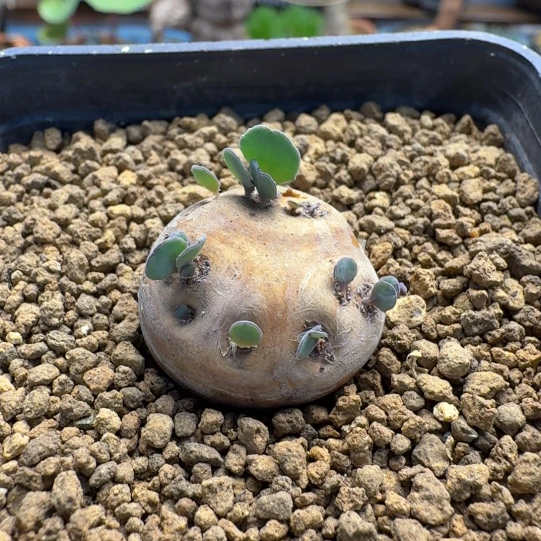 格加厚墩菊331 仙人球