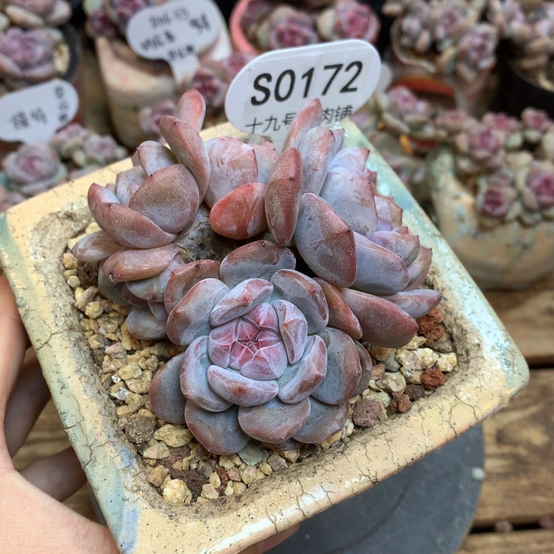 S0172 星影 开播福利5头