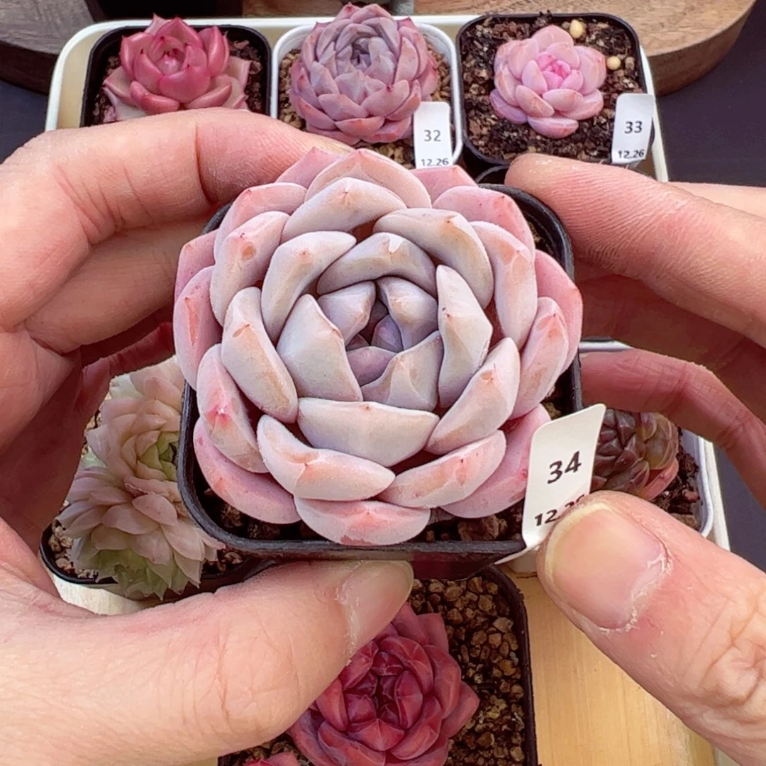 好好看34、哈哈哈哈