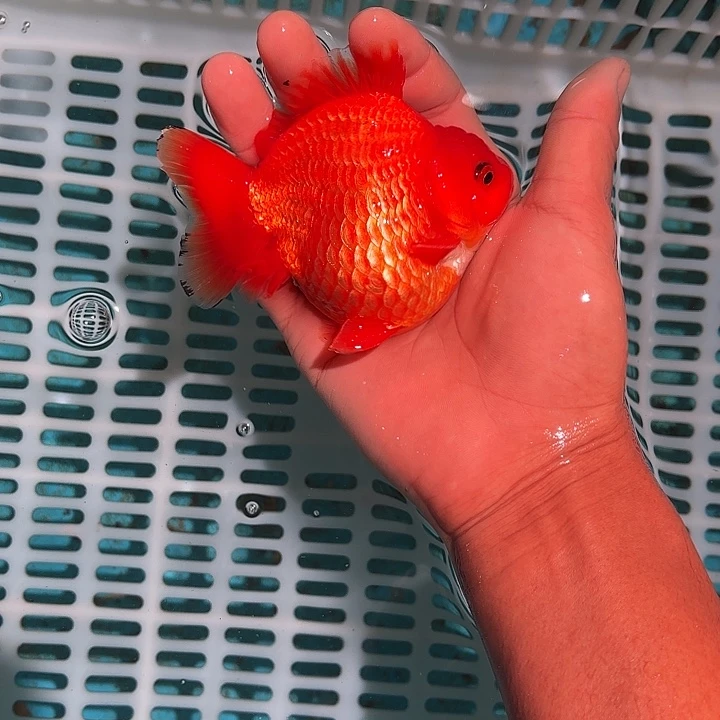 金鱼包邮125464664