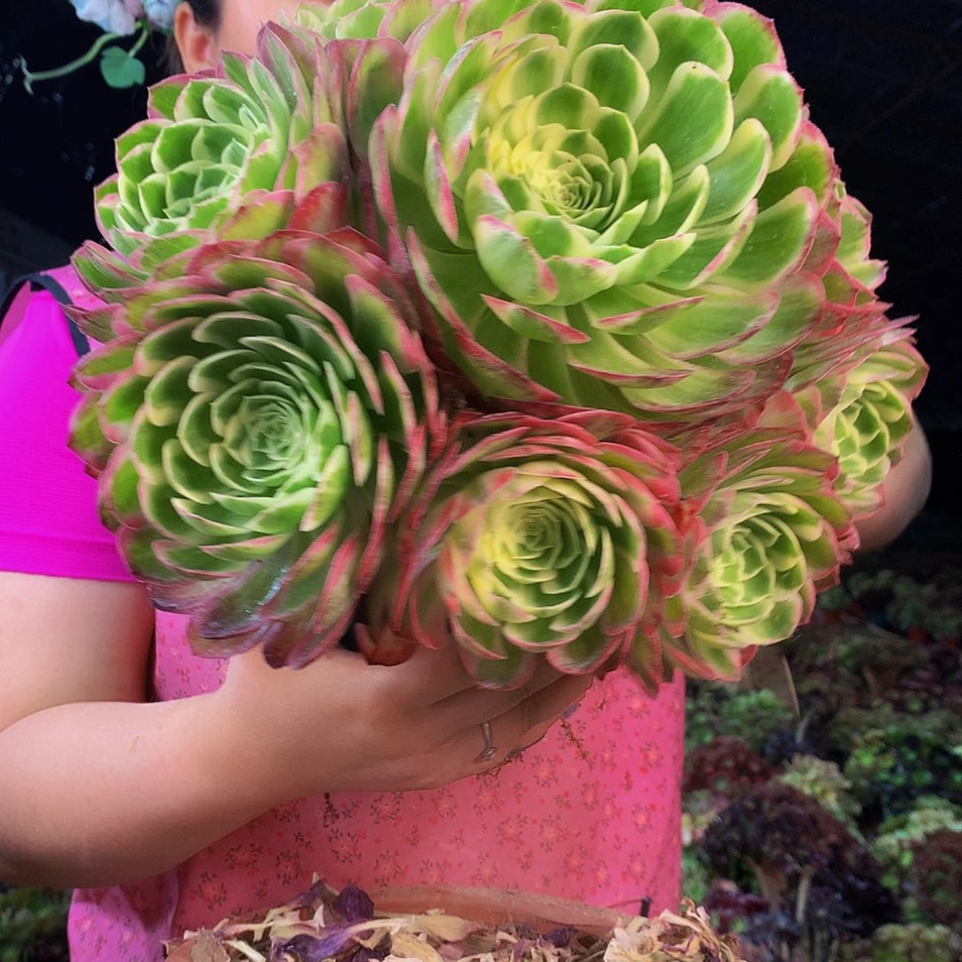 无花朵柒哥多肉法师不包侧断枝33