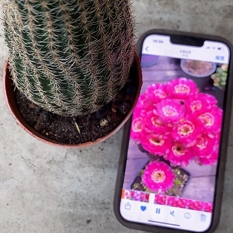 粉红女郎仙人球，wtuioppp