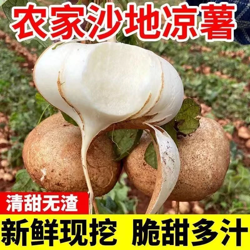 广西新鲜现挖地萝卜凉薯脆甜多汁蔬菜水果沙葛土地梨