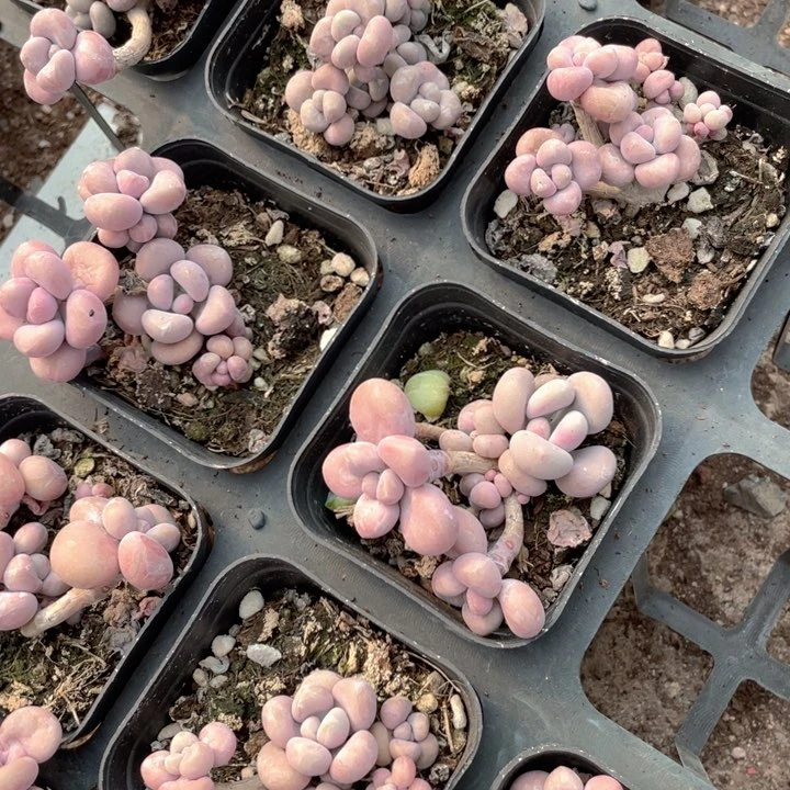 腰子蛋随机发5头起