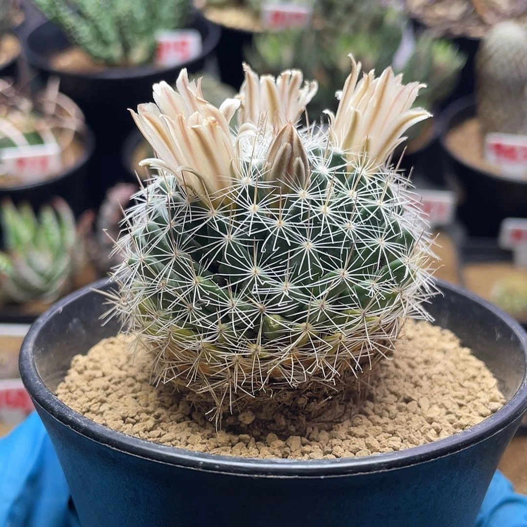 实生巨根关白仙人球