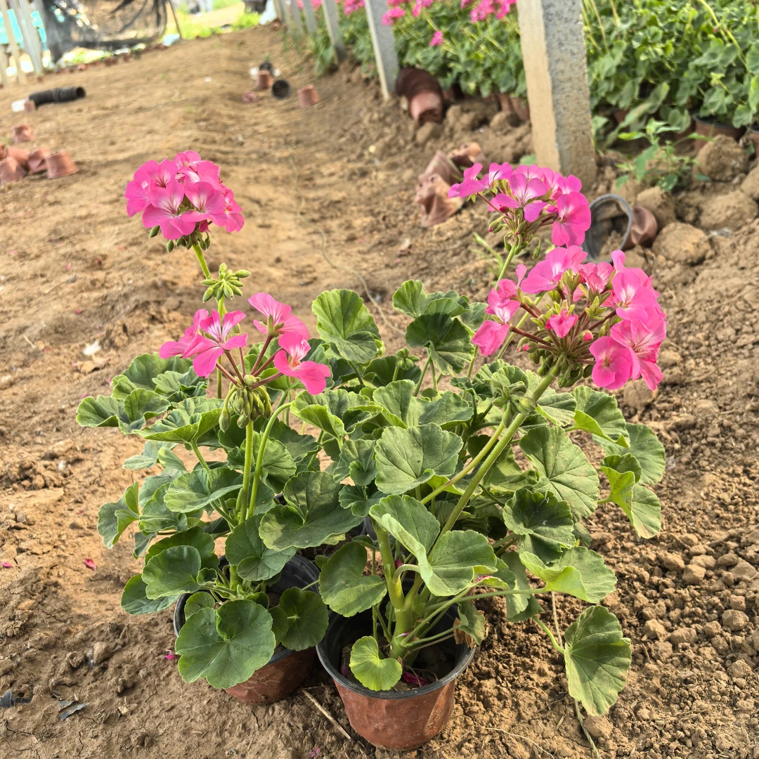 【小黄家天竺葵粉色4盆】天竺葵粉色室外庭院可地栽好养活