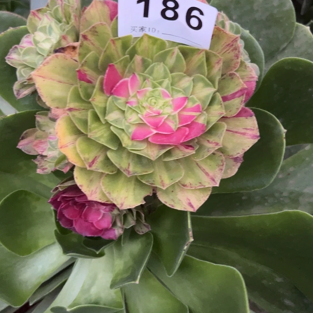 精品多肉植物186知否