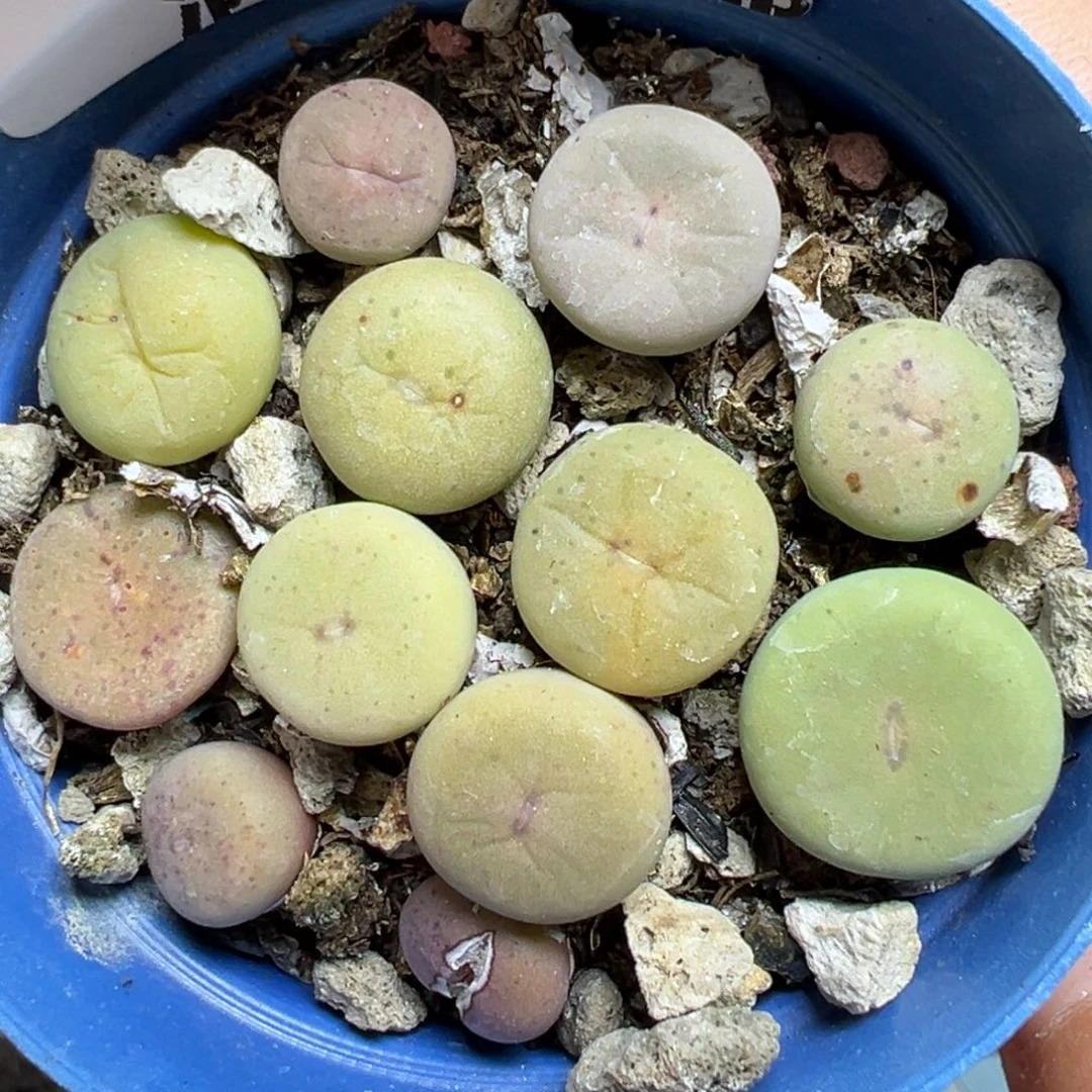 【闪购商品】682……