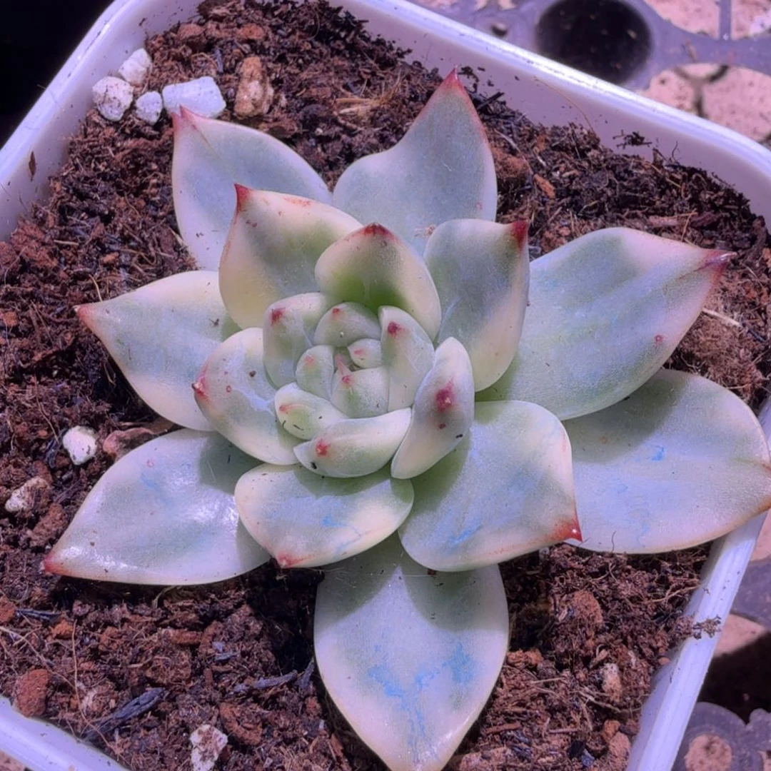 加兰锦腹轮锦模特腹欧你锦