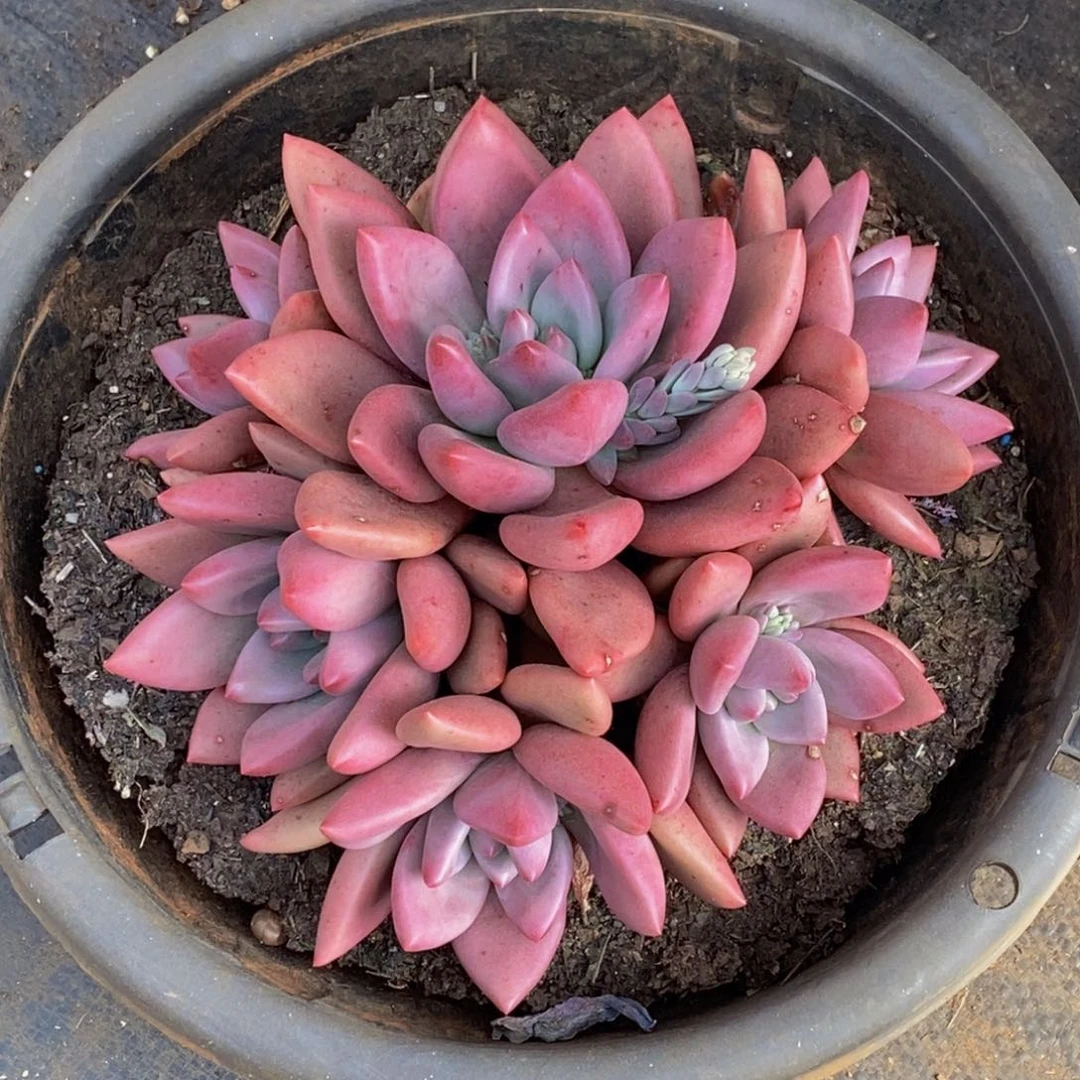 彩*?多肉植物一物一拍