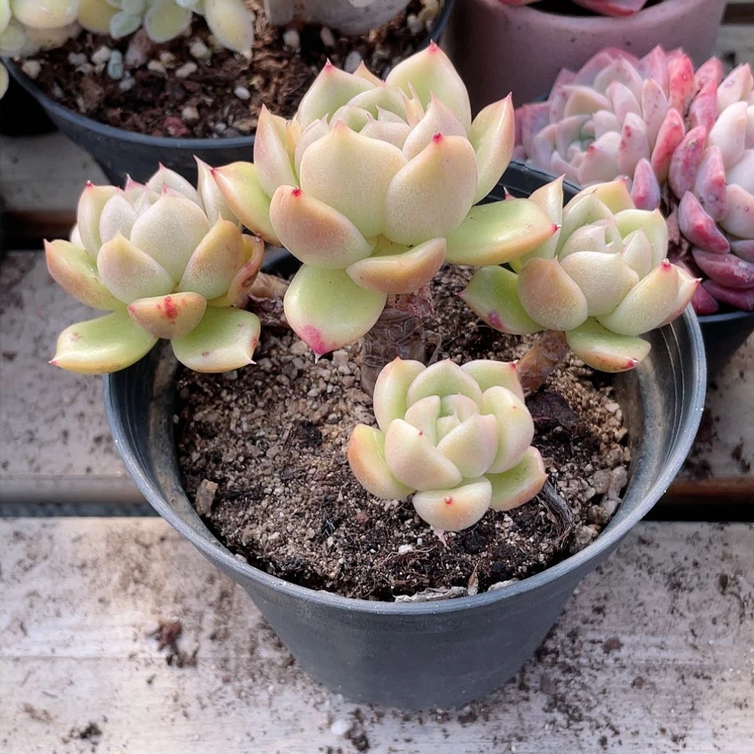 2102 冰城 六月六