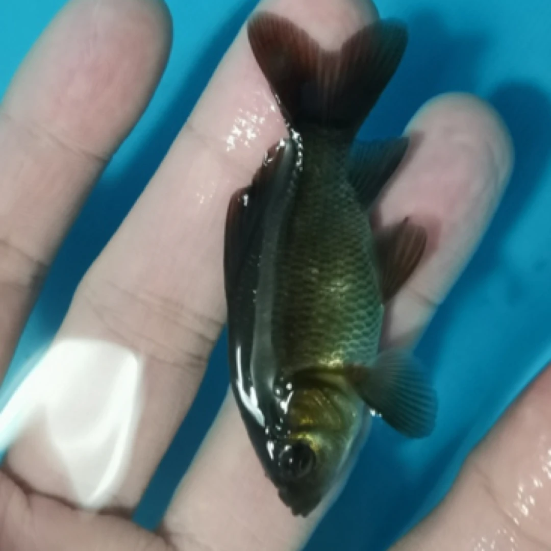 1条6公分普身墨蝶满臀桃心尾鱼精灵水族店