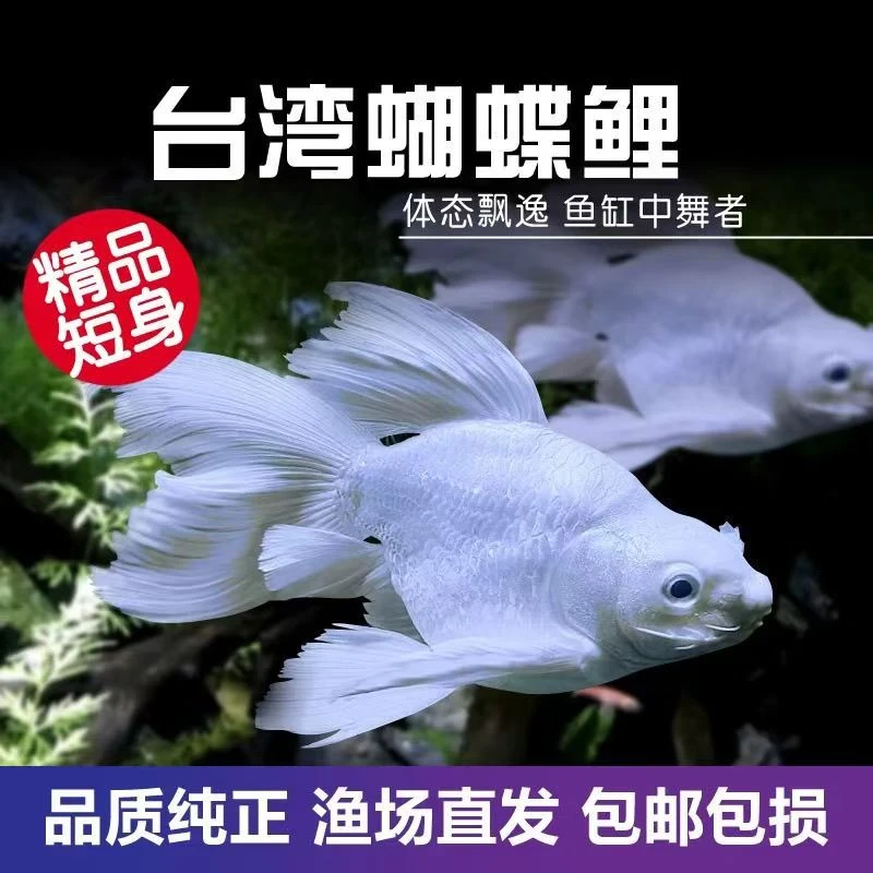 蝴蝶鲤鱼纯种短球体好养台系白色精品观赏鱼养鱼饲养活体发货