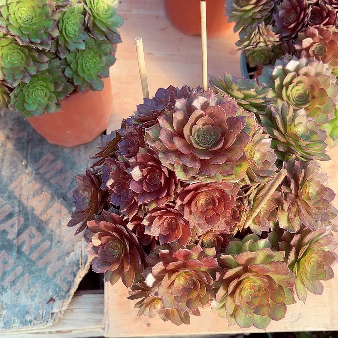 红魔法师多肉植物