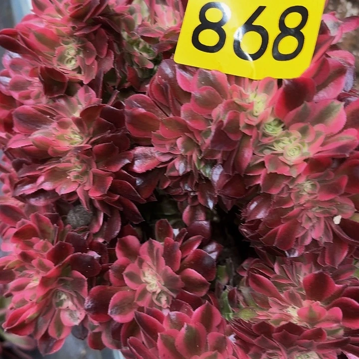 多肉植物福利来868