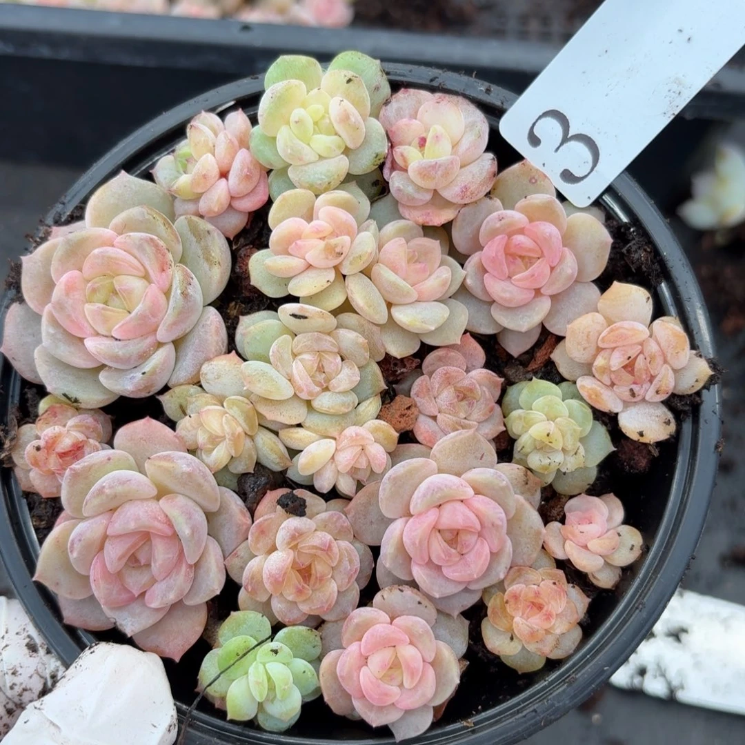 多肉植物多肉植物3