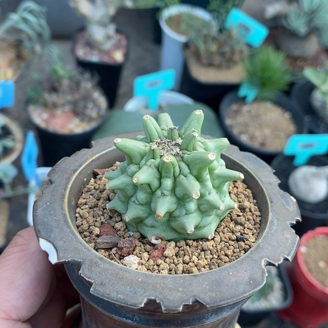 塔松大戟多肉植物