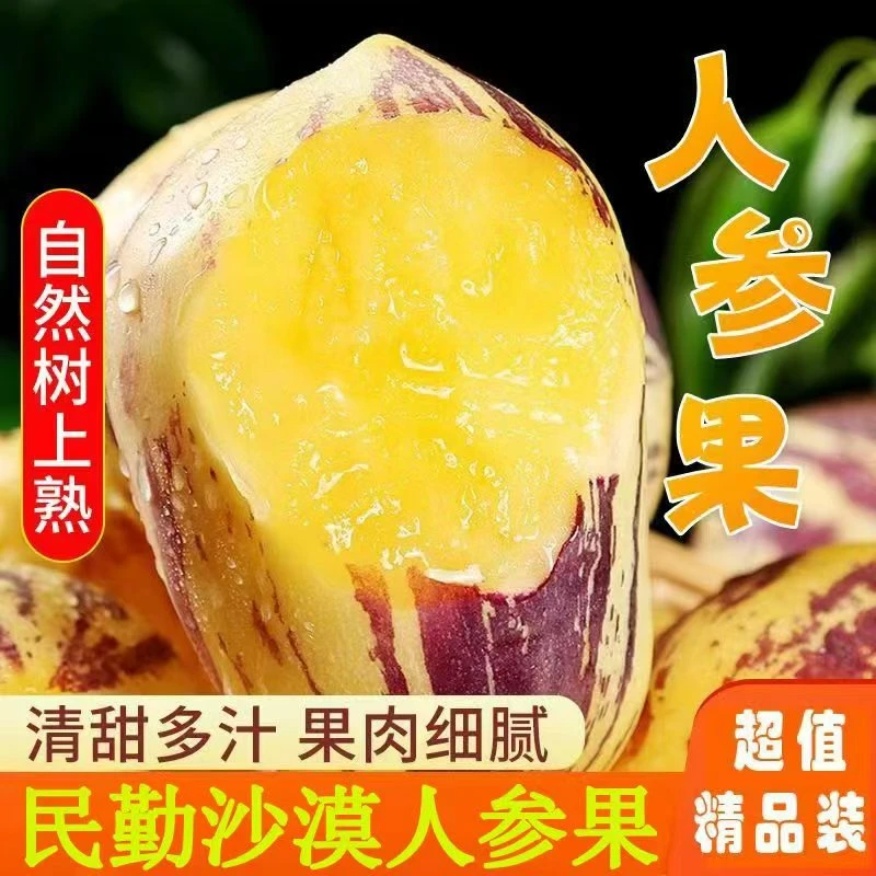 甘肃民勤沙漠人参果新鲜采摘树上熟坏果包赔