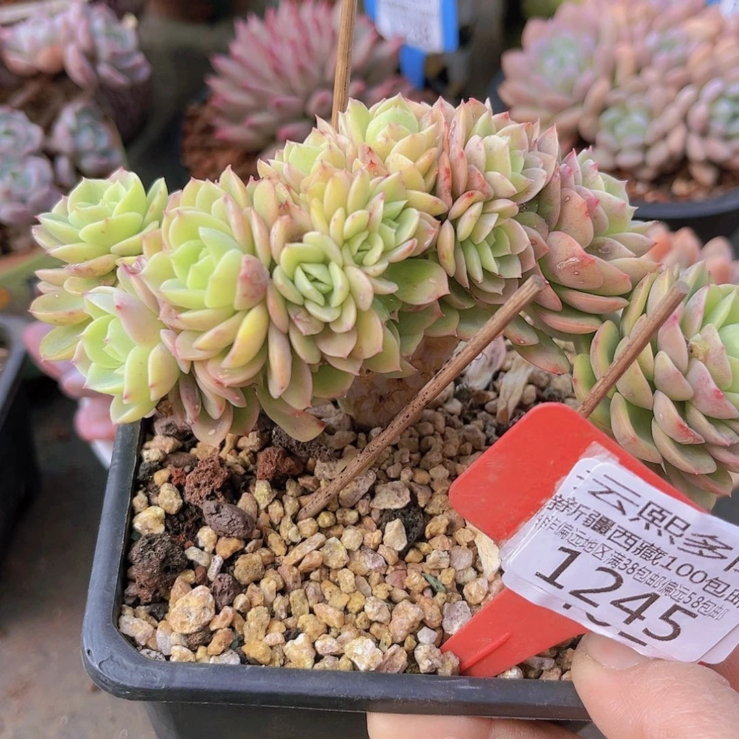 1245哈密瓜缀。