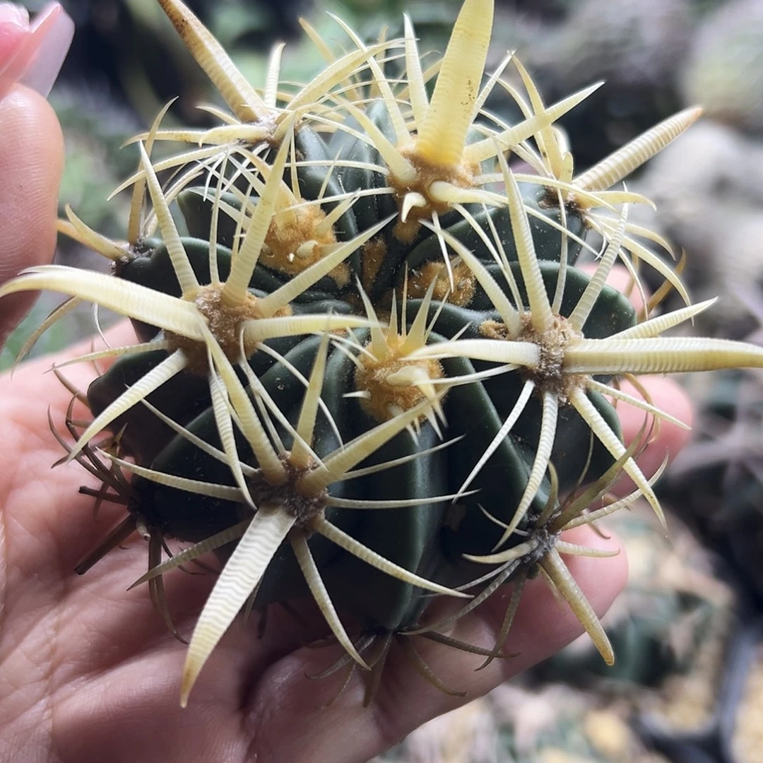 金至玉仙人球6666666