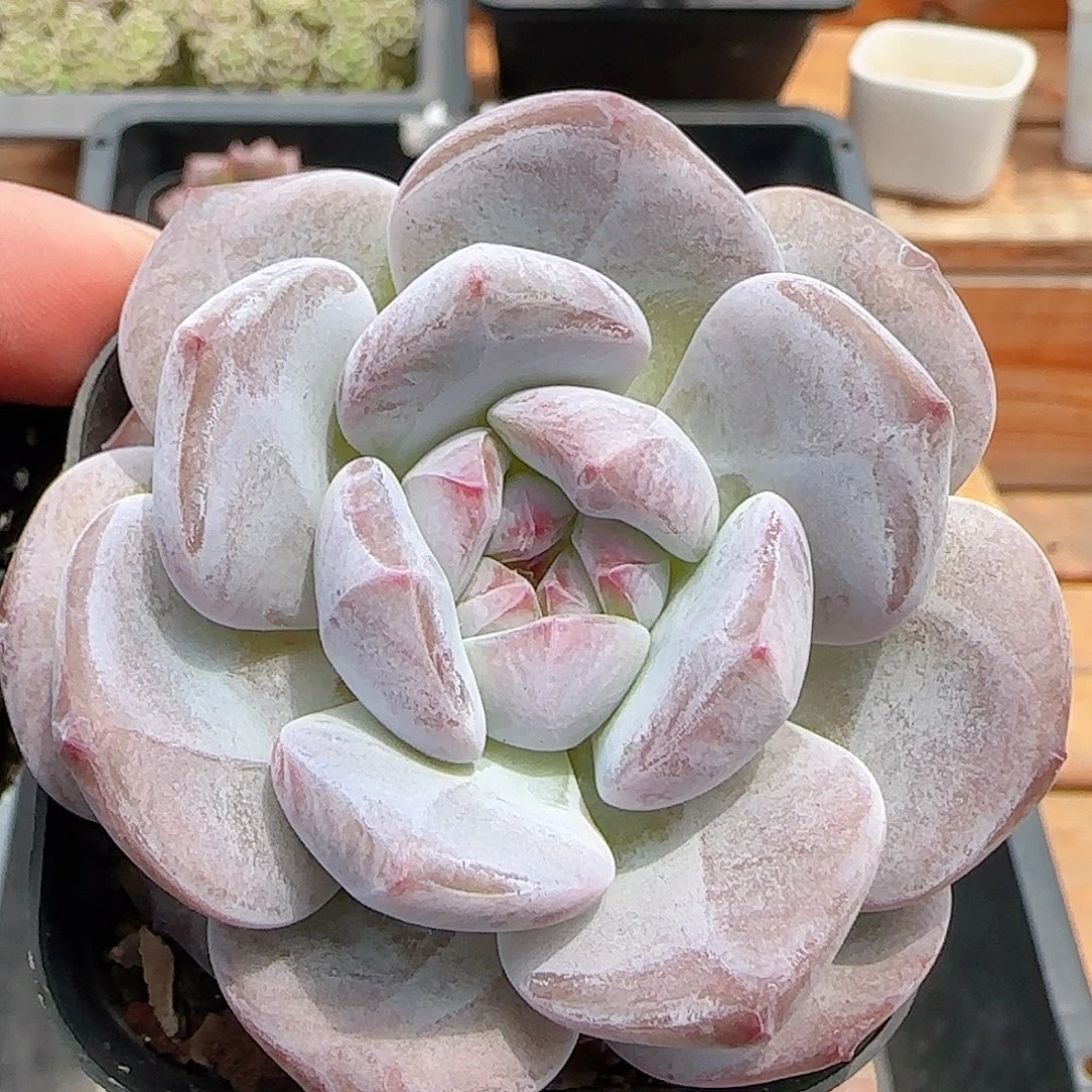 多肉0819-295石榴籽星影