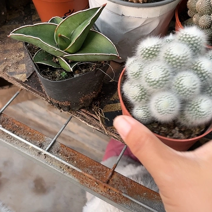 白小丁46898）jkkkkmmkiihk
