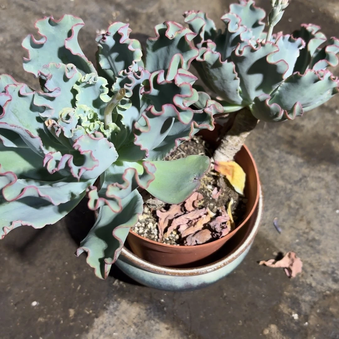 ?**?新疆包邮扑差价运费