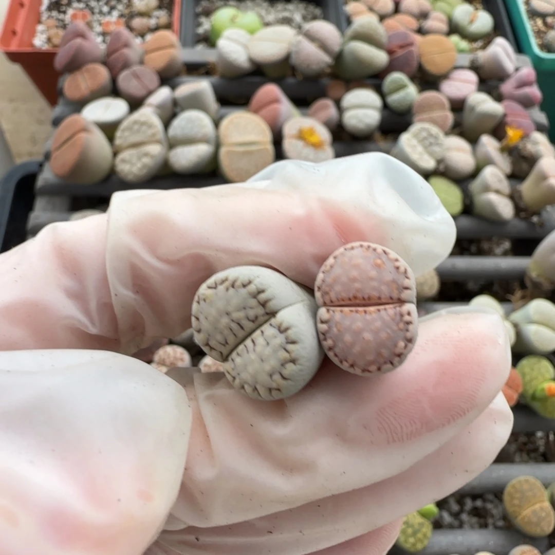 是***是11.4。美美哒生石花母本清。8024