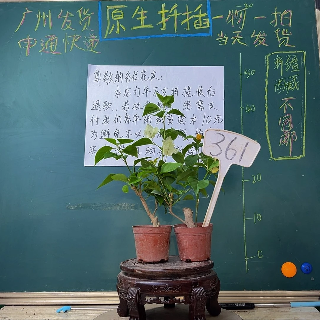 当前无花栽培后可以开花 绿樱掌中宝 柠檬黄掌中宝 361
