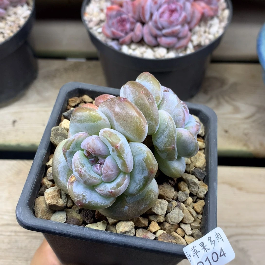 绿底104/2头6cm38包邮