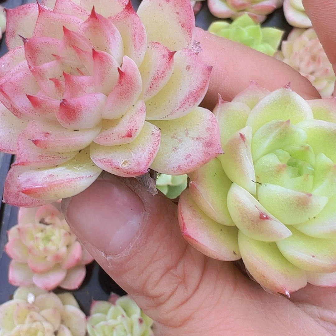 105颗麦秆5颗19包邮