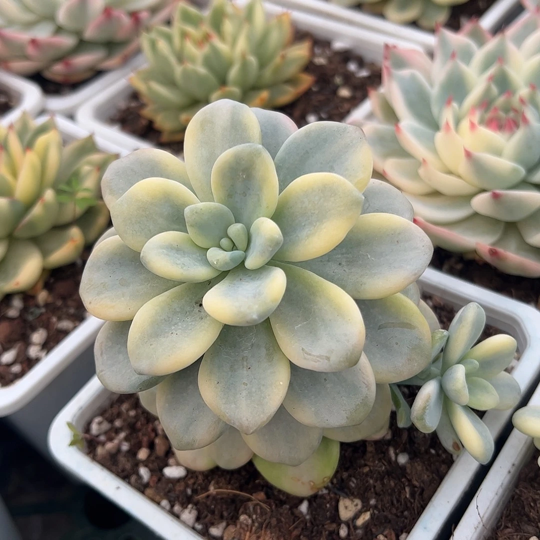 香草锦 婕宝一物一拍