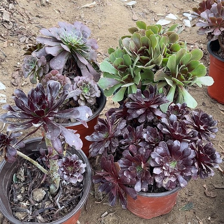 4棵玫瑰玫瑰玫瑰玫