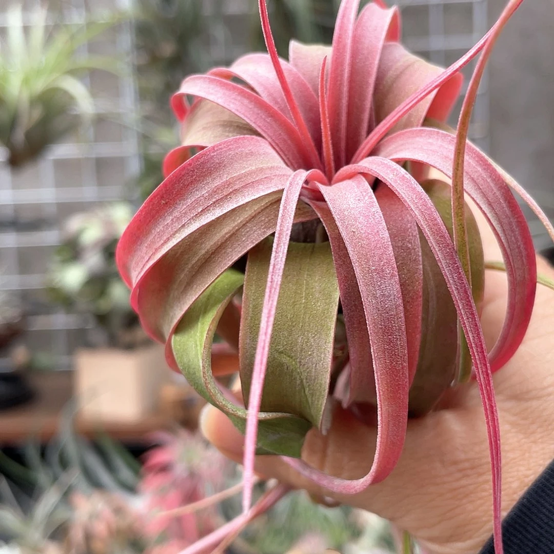 艾瑞克18号空气凤梨