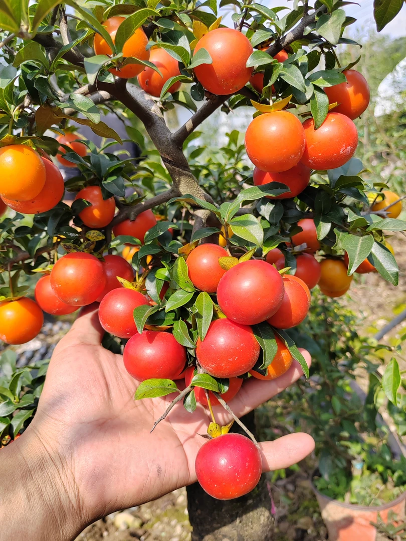 金弹子直播专用链接 勿拍