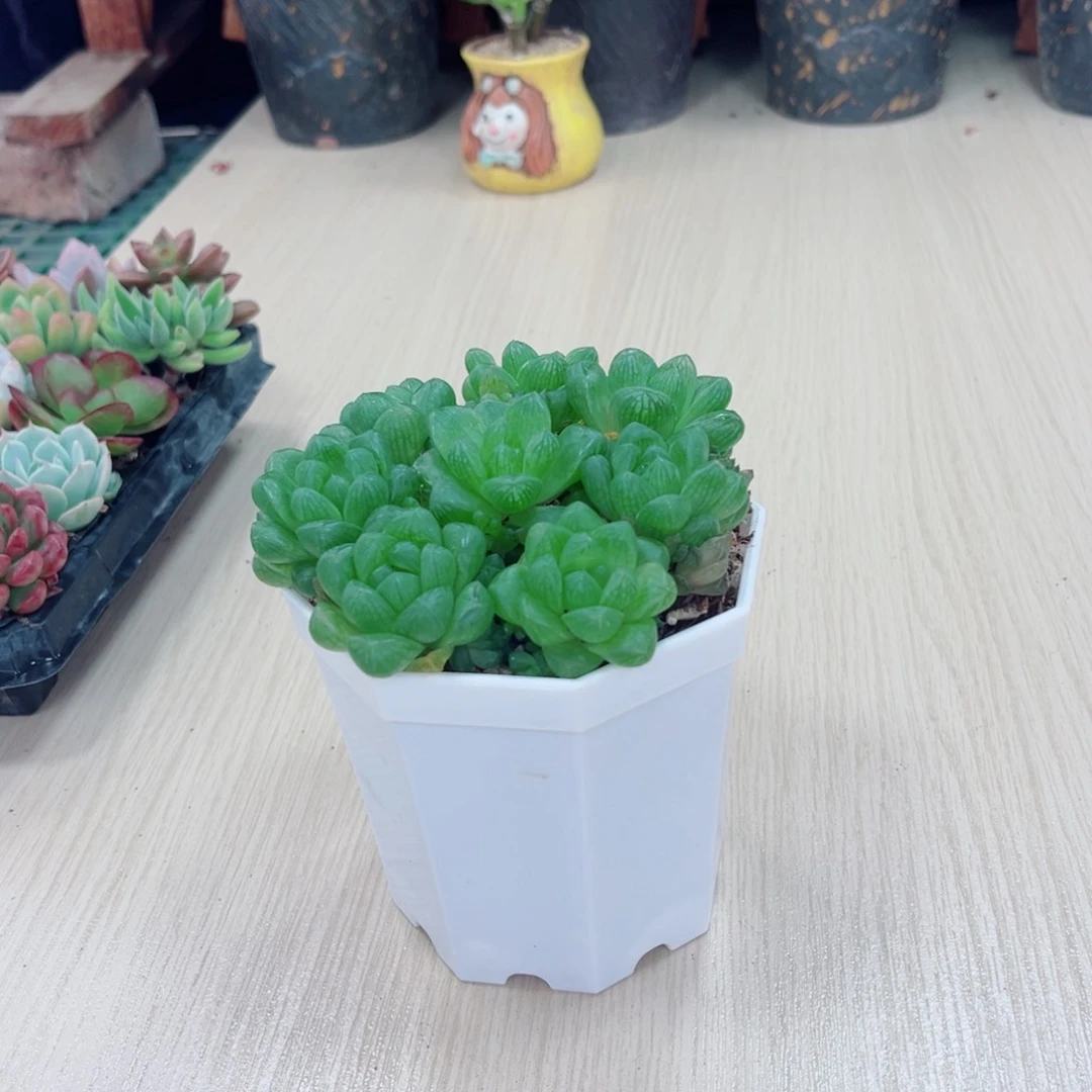 水晶玉露八颗送八角盆土