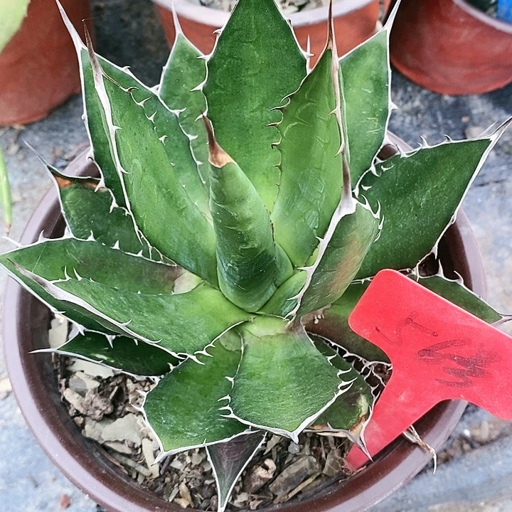 【闪购商品】无花朵龙舌兰霍利达